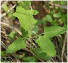 اسفناج باغی